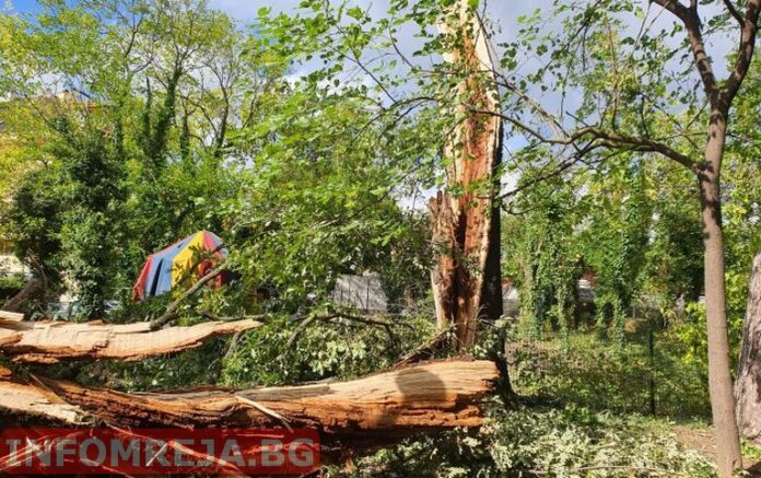 Бурята прекърши около 20 дървета в парка на Гоце Делчев