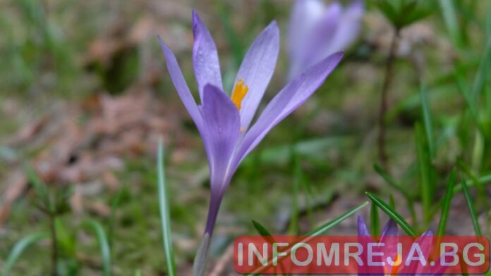До 15 септември собствениците на гори могат да ги предложат за изкупуване от държавните предприятия