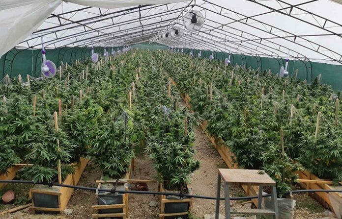 "По жътва" в Скрът: 18 кг канабис намериха в нива