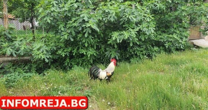 Днес ще преобладава слънчево време