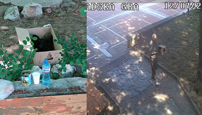 Кметът на Благоевград "захапа" директора на ОДВМР заради бездомните кучета
