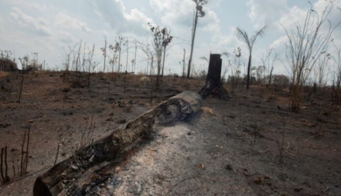 Бразилия: Обезлесяването в Амазония е намаляло с една трета през 2023 г.