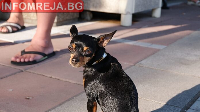 Протестиращи "пълнят" центъра на Благоевград в петък