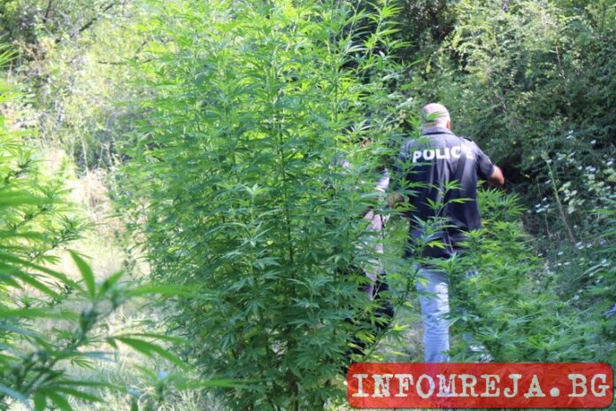 Откриха поредните канабисови ниви край Сандански
