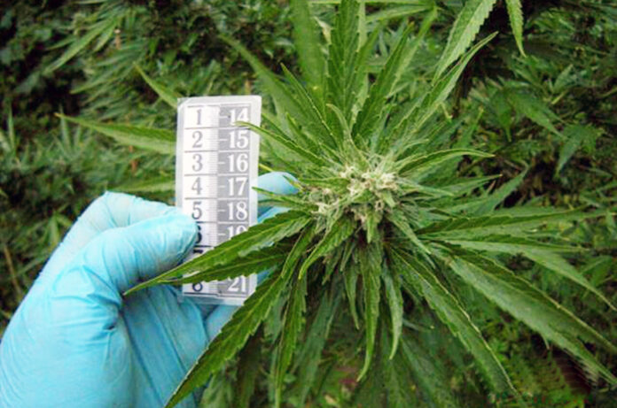 80-годишна баба отглежда в парника си канабис, простря го и на тавана