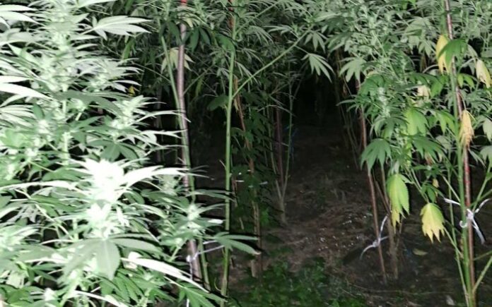 Арестуваха двама, отглеждали нива с канабис край село Родина
