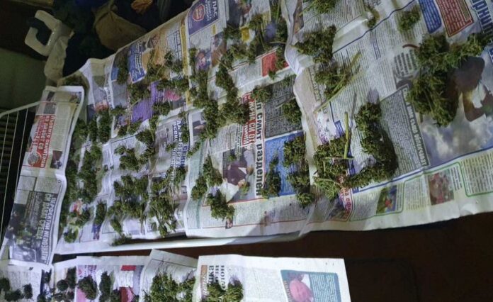 Столични криминалисти разкриха оборудвана оранжерия за отглеждане на канабис