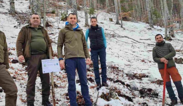 Създадоха микроградина с бук и ела в ДГС Якоруда