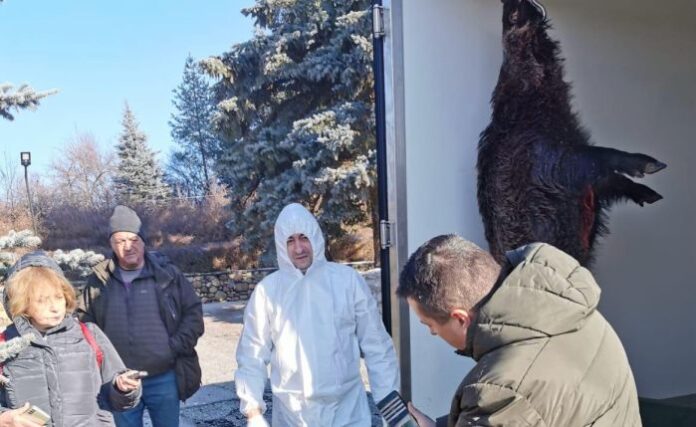 Държавата подпомага ловците като събира всички проби за трихинелоза и АЧС
