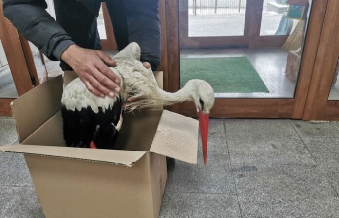 Спасиха измръзнал бял щъркел в село Писарево