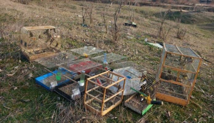 Откриха 54 незаконно отглеждани защитени птици в Пловдив