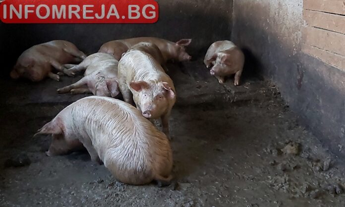 3000 прасета станаха жертва на пожар в Силистренско
