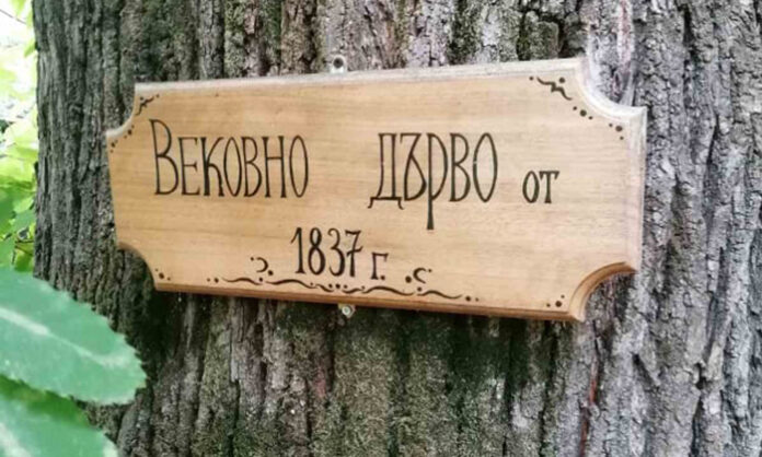 4 вековни дървета в Пиринско стават защитени