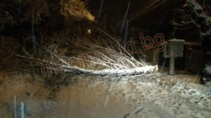 5 сигнала за паднали дървета и клони в Перник
