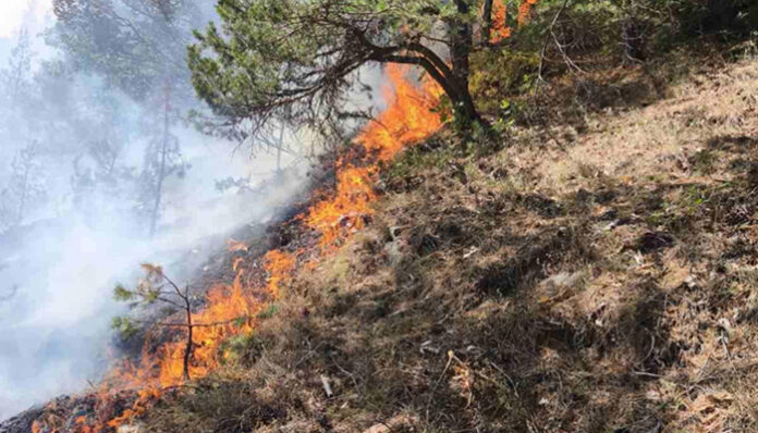 50 дка са изгорели при пожара в Якоруда