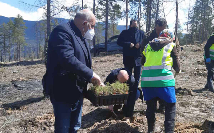 5000 декара опожарени гори в района на Кресна и Симитли вече са залесени