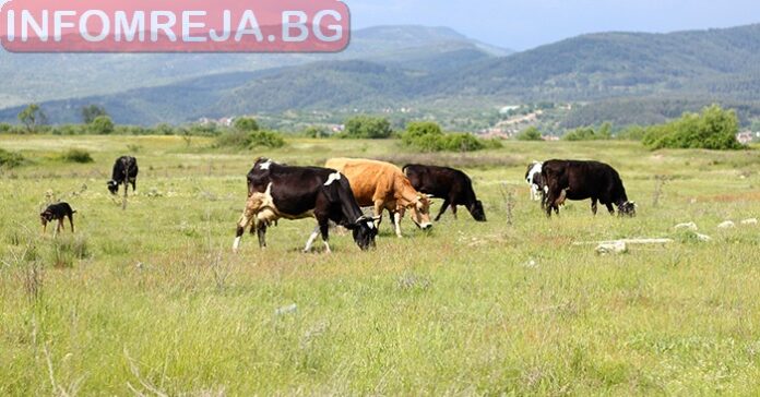 БАБХ предупреждава животновъдите за огнище на шап в Унгария