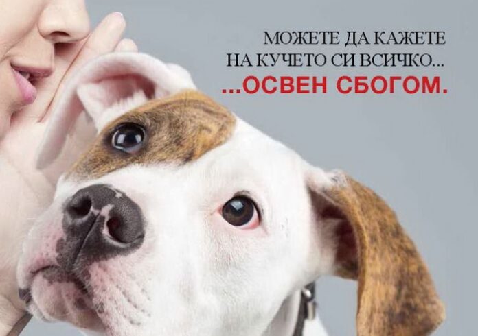 БАБХ стартира кампания за ограничаване на изоставянето на кучета