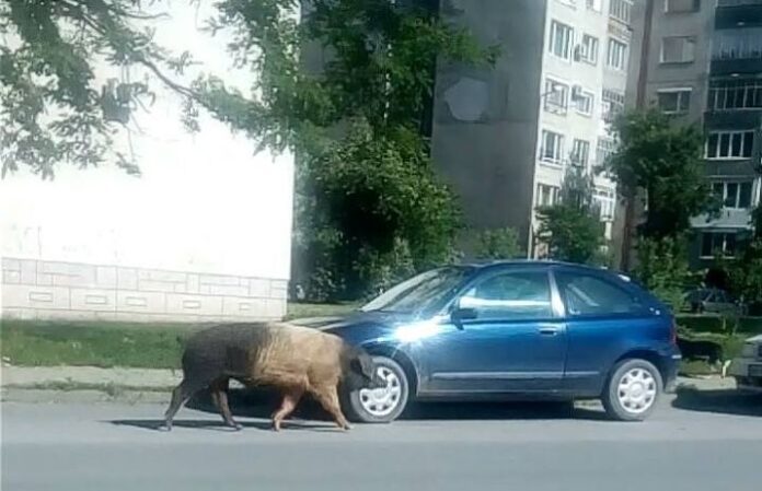 Безстопанствено прасе обиколи Кюстендил навръх 24 май