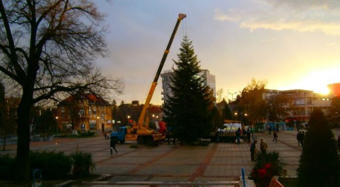 Близо 25-метрова елха грейва на 1 декември в Дупница