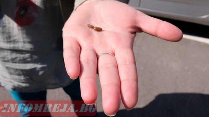 Боровата процесионка: Дърветата ще се възстановят