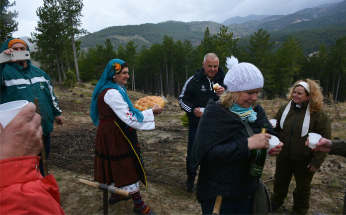 Брежанските баби орисаха нова кестенова гора