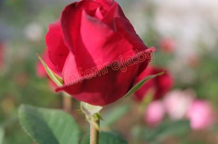 Честваме Осми март - Международен ден на жената