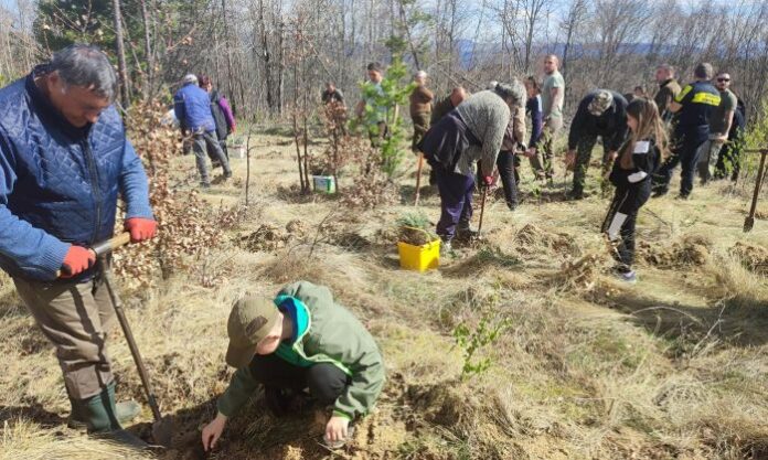 Деца и лесовъди залесяваха горски площи