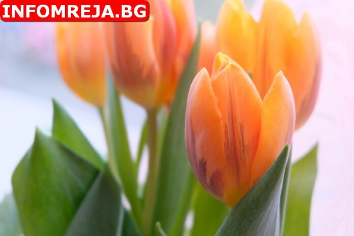 Днес е Международният ден на жената