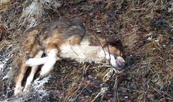 Два сигнала за убити кучета в Кюстендил! Разследват смъртта на Сара