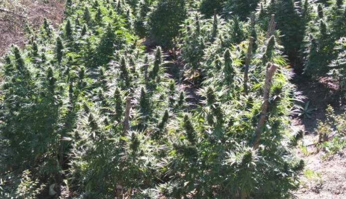Две ниви с канабис откриха в кочериновското село Драгодан