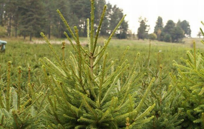 Двойно повече живи елхички от миналата година продаде ДЛС 