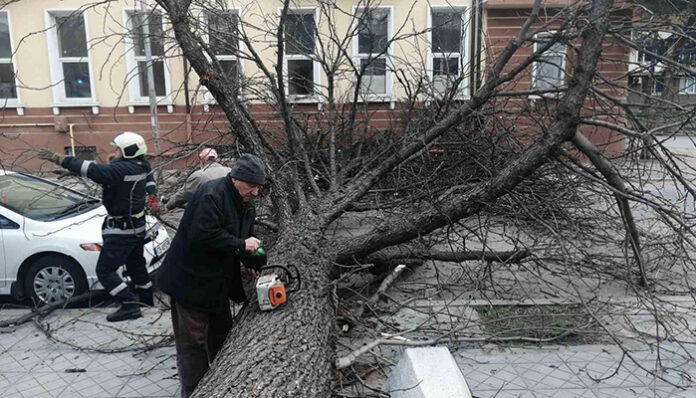 Дърво падна в центъра на Кюстендил
