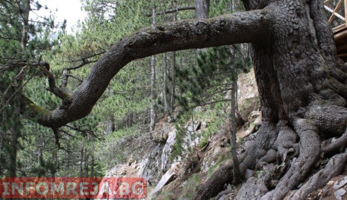 Експерти започнаха оглед на Байкушевата мура