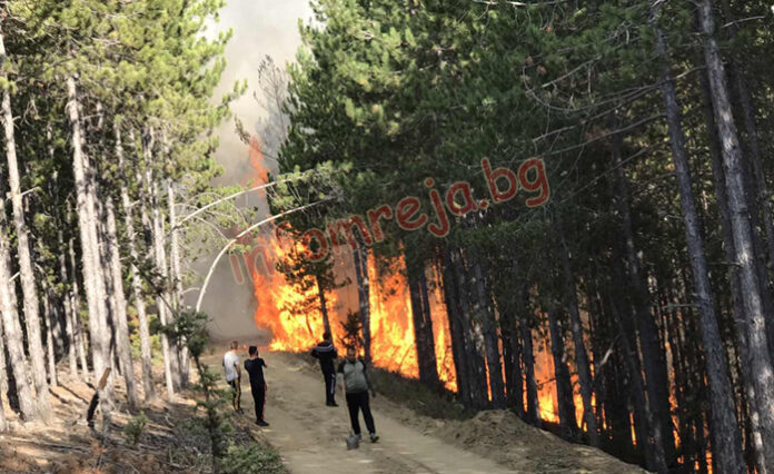 Европейската комисия засилва подготовката за сезона на горските пожари