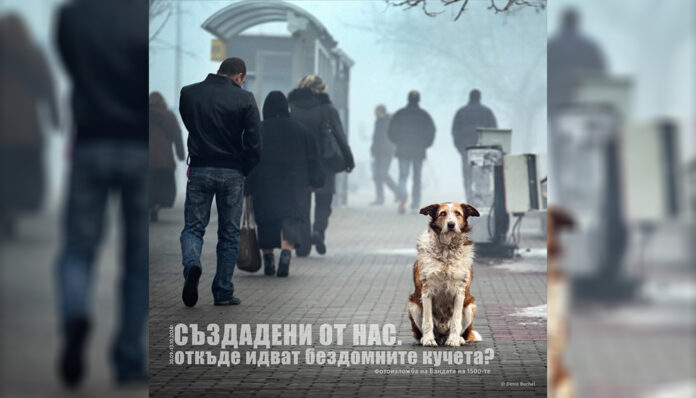 Фотоизложба за бездомните кучета редят в Сандански