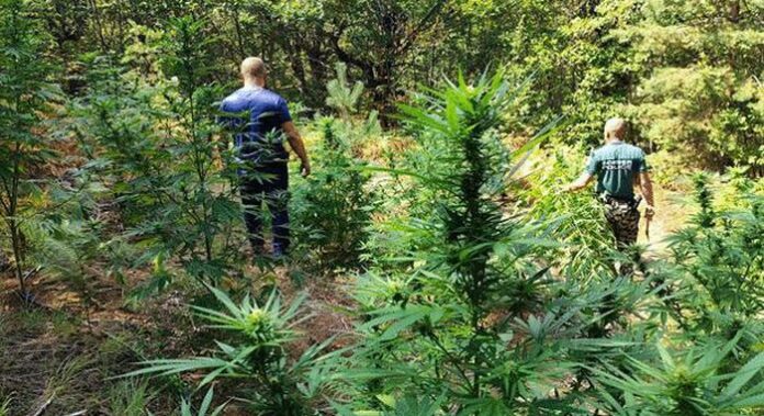 Граничари разкриха 6 ниви с канабис в Петричко