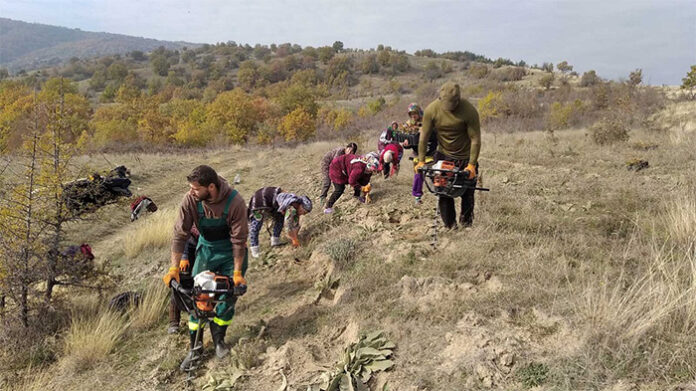 ЮЗДП набира дарения за залесяване на 15 дка гори в Пирин