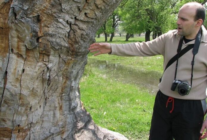 Изсъхнаха пет вековни защитени дървета в Пиринско