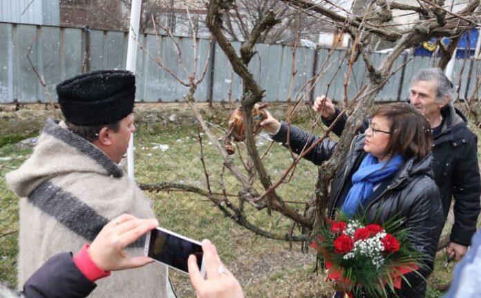 Корнелия Нинова заряза ритуално лозите в Лесново