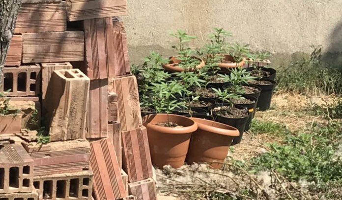Криминално проявен отглежда канабис в дома си