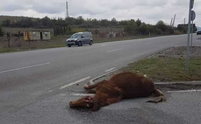 Лек автомобил се удари в кон на Е-79