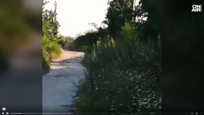 Леопардът отново се е появил в Шуменското плато тази нощ?