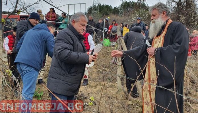 Лозята край Делчево са зарязани