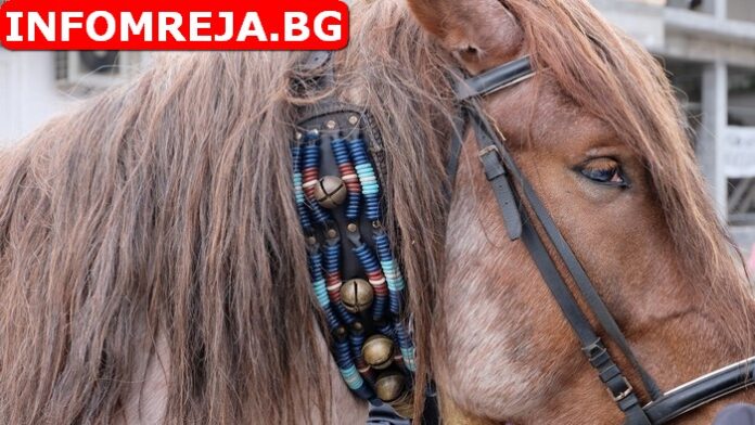 Мерцедес с водач от Гоце Делчев блъсна кон