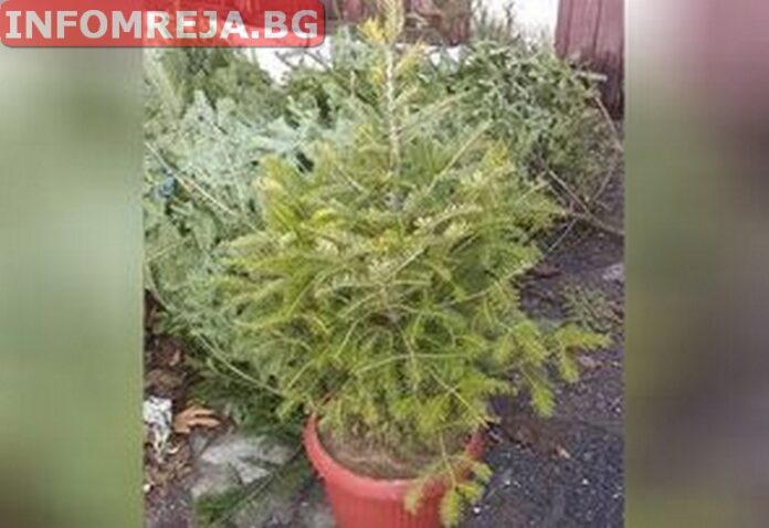 Министерството на земеделието започва традиционната продажба на живи елхи