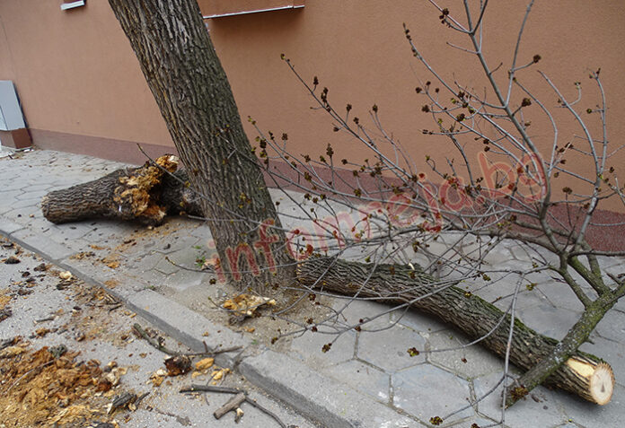 Мъж пострада тежко при рязане на клони