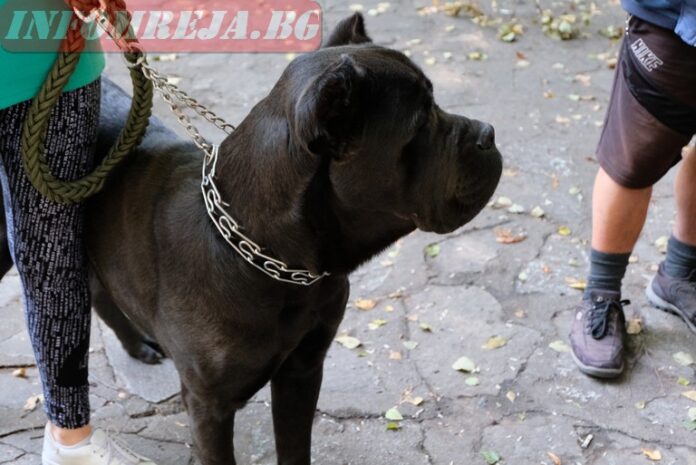 Мъж застреля питбул и още две бездомни кучета