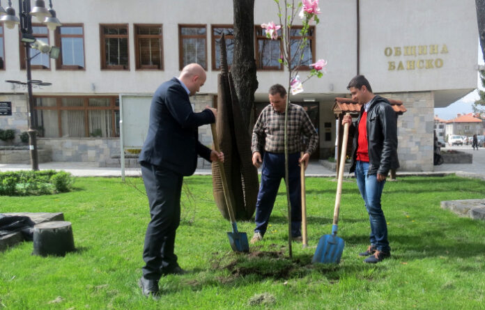 Над 150 декоративни дървета засадиха в Банско в Седмицата на гората