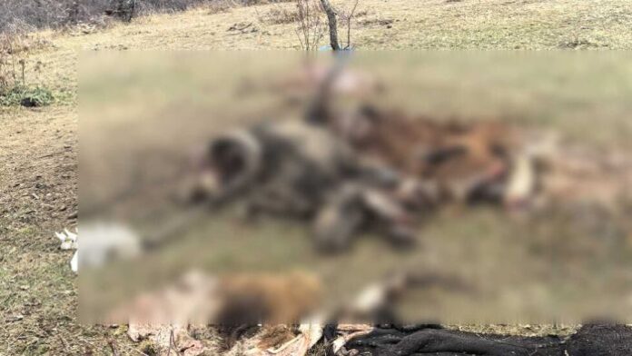 Намериха останки на селскостопански животни в резервата 